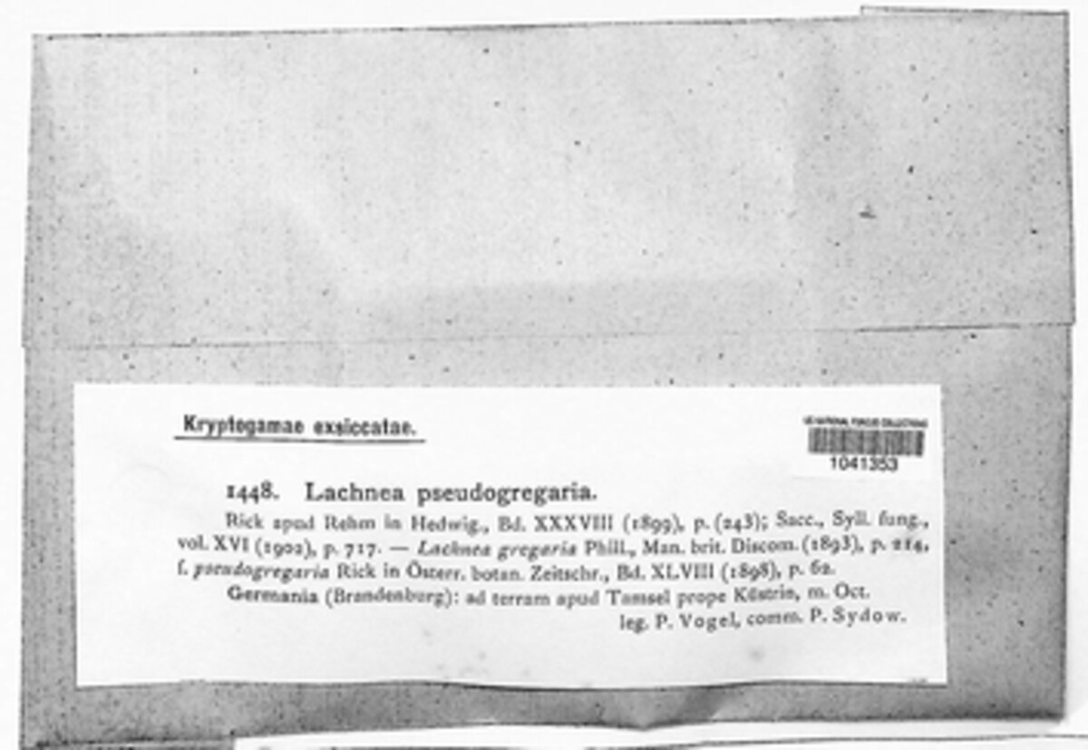 Trichophaea pseudogregaria image